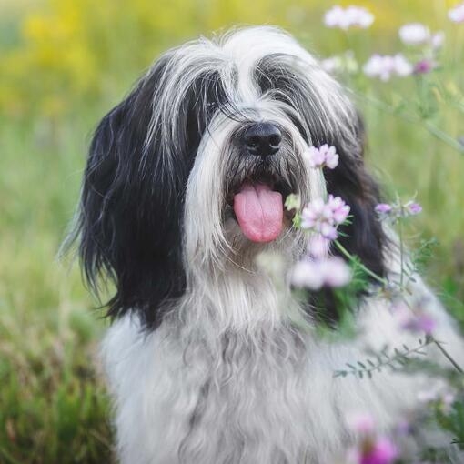 Poppy Tibetan Terrier Purina UK